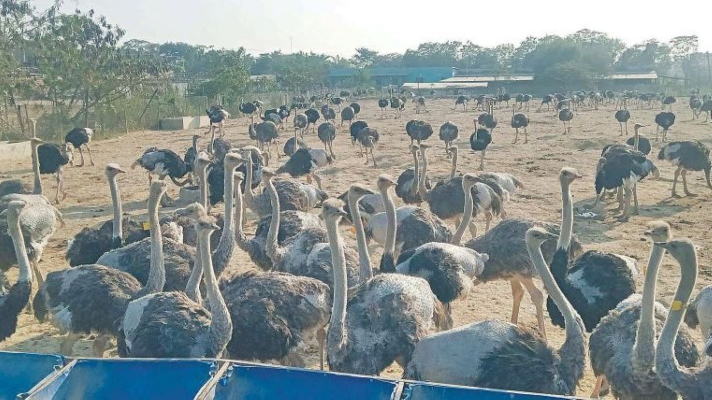 Ostrich Farm Nepal (Tilottama)